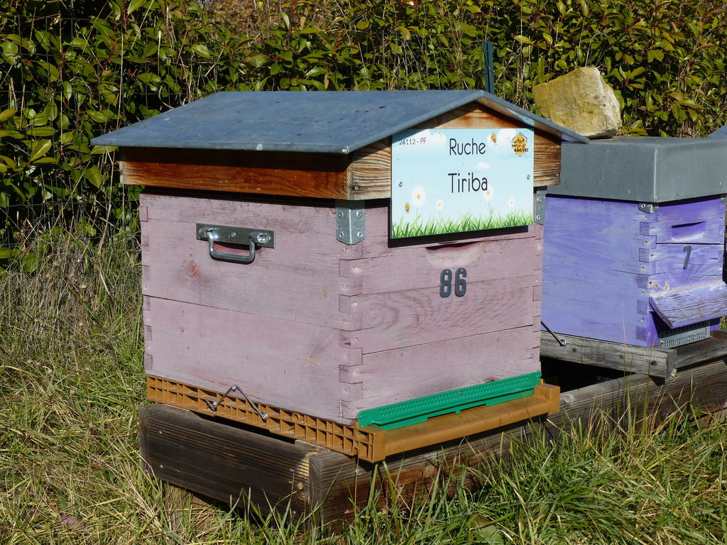 La ruche Tiriba