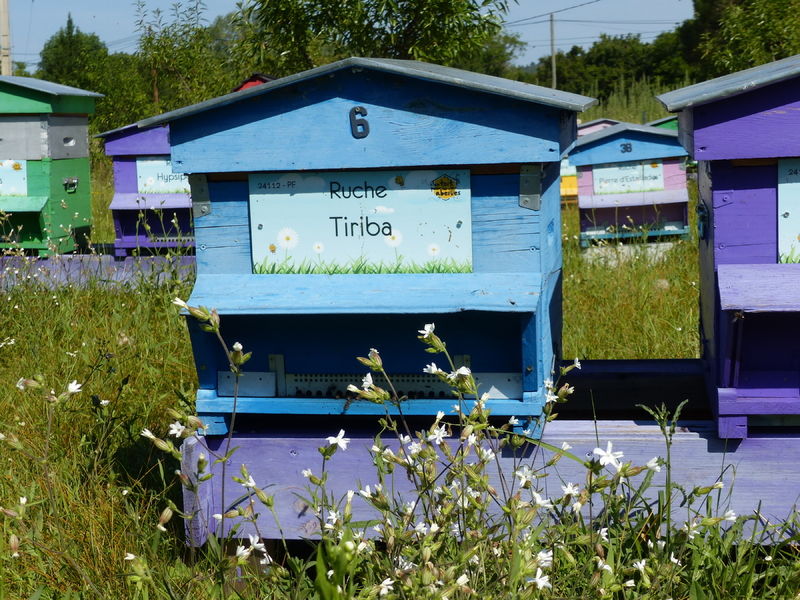 La ruche Tiriba