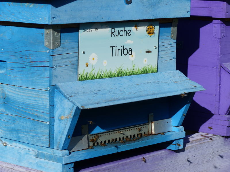 La ruche Tiriba