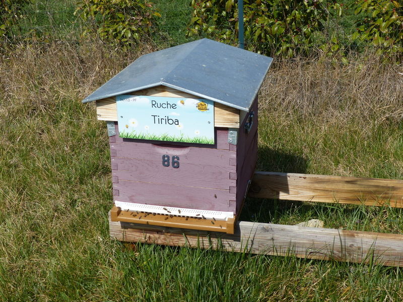 La ruche Tiriba