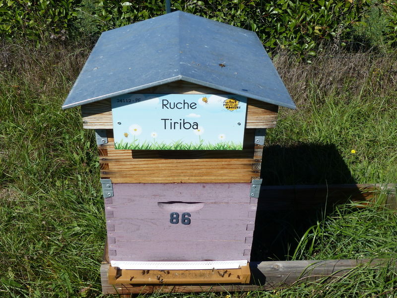 La ruche Tiriba