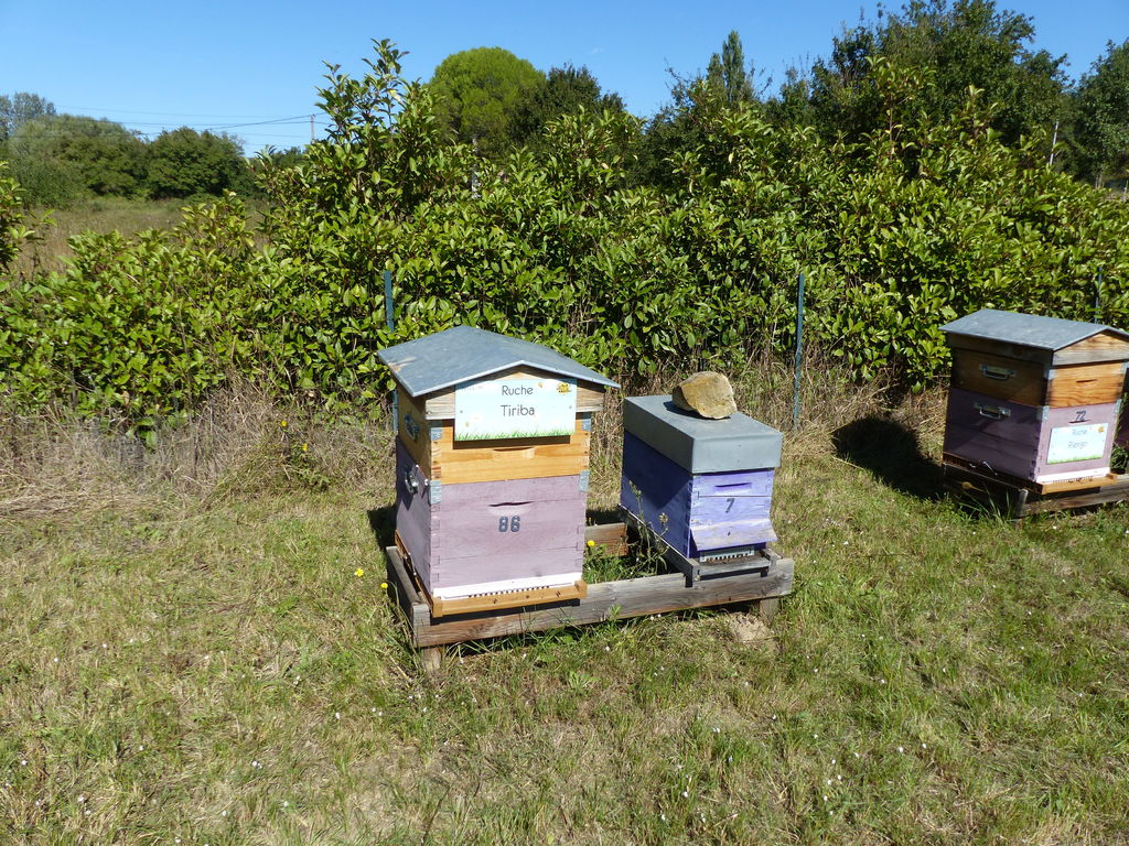 La ruche Tiriba