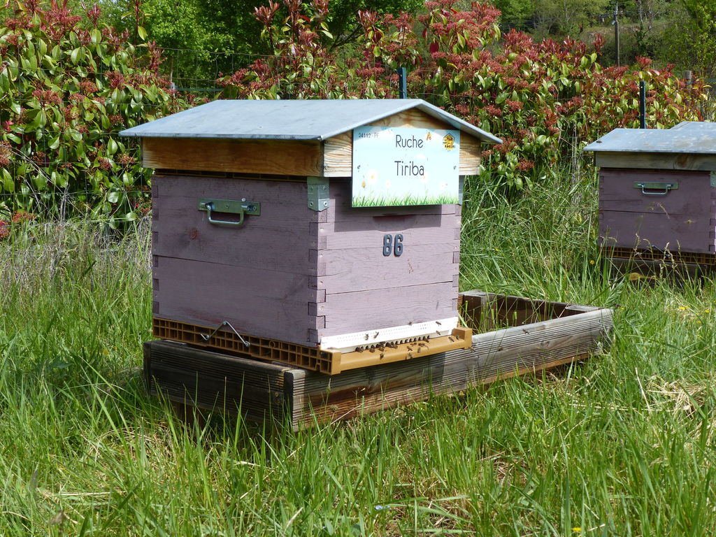La ruche Tiriba