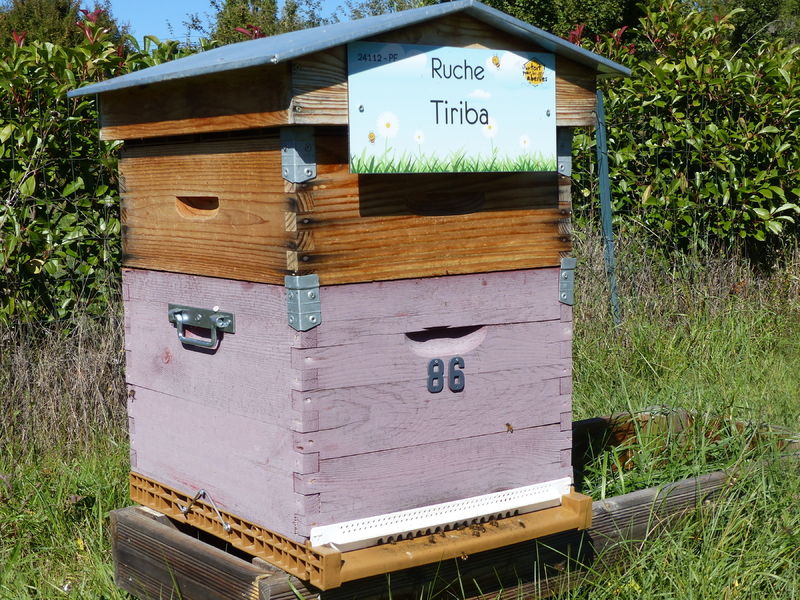 La ruche Tiriba