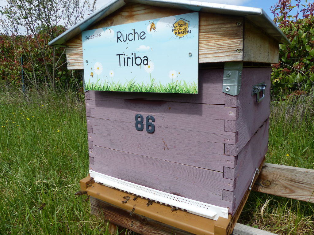 La ruche Tiriba