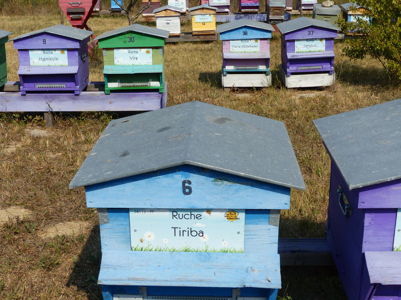 La ruche Tiriba