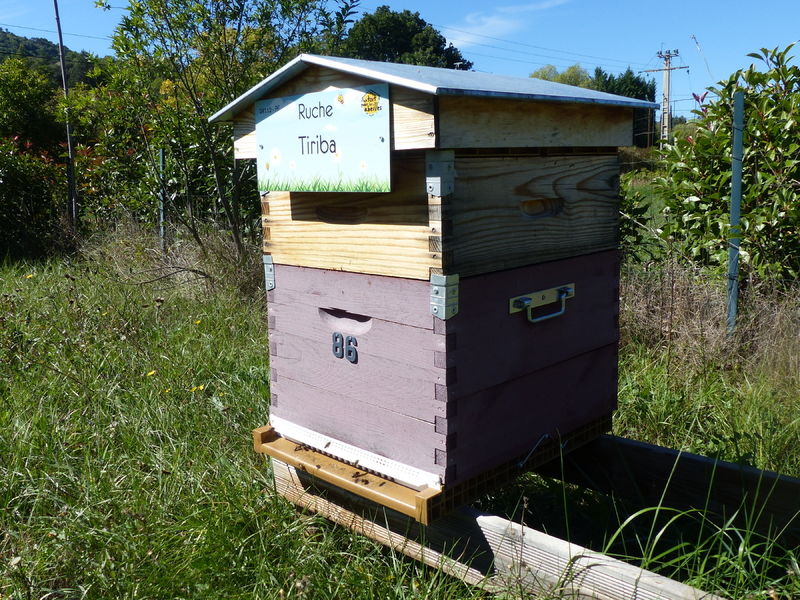 La ruche Tiriba