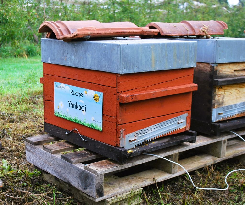 La ruche Yankadi