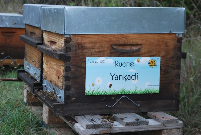 La ruche Yankadi