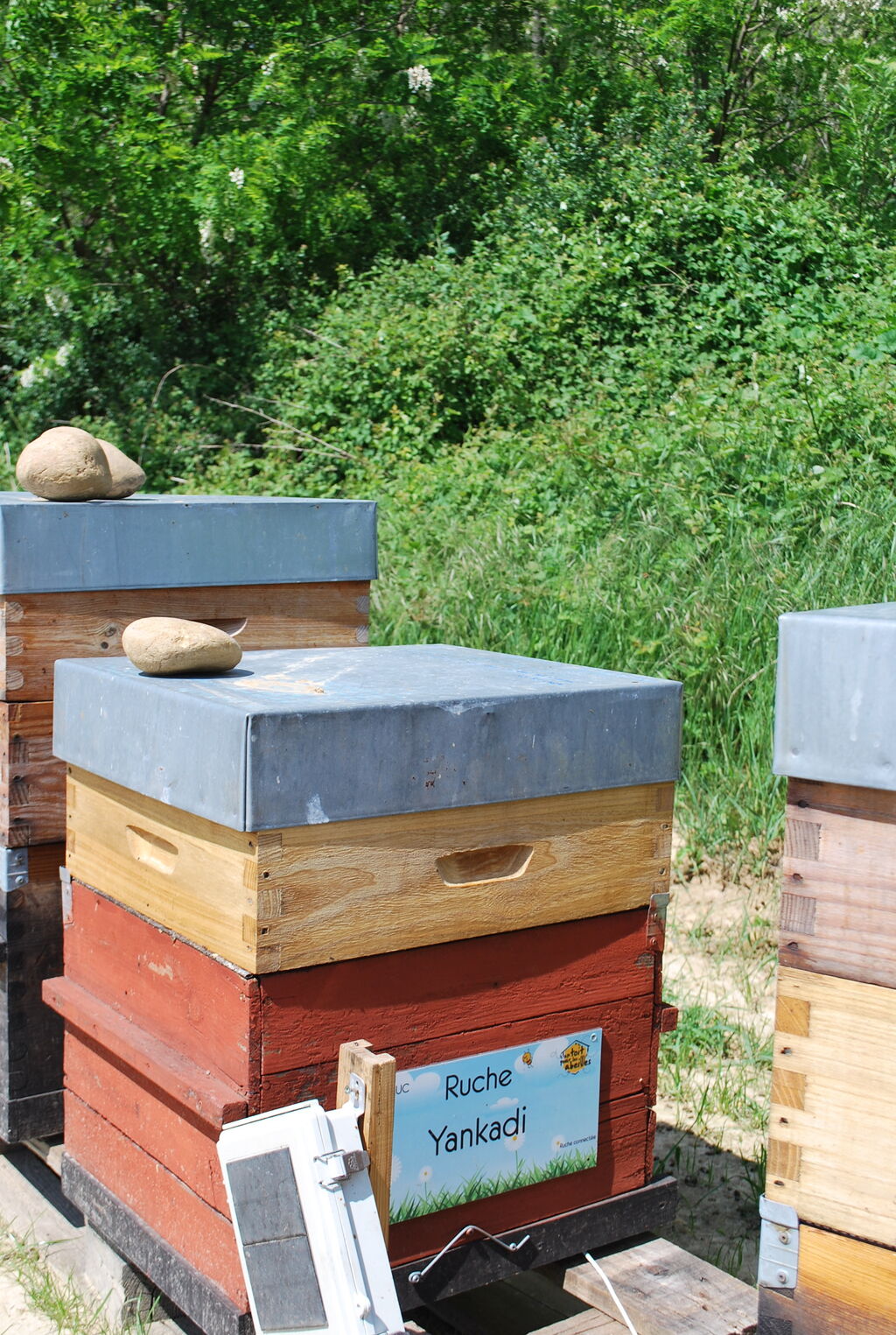 La ruche Yankadi