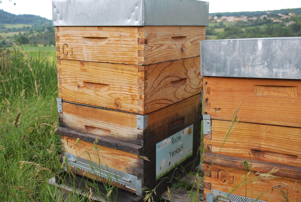 La ruche Yankadi
