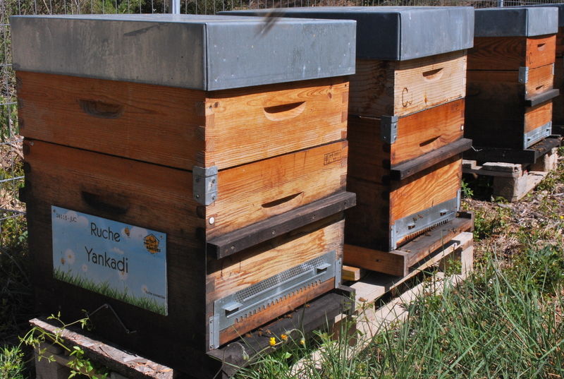 La ruche Yankadi