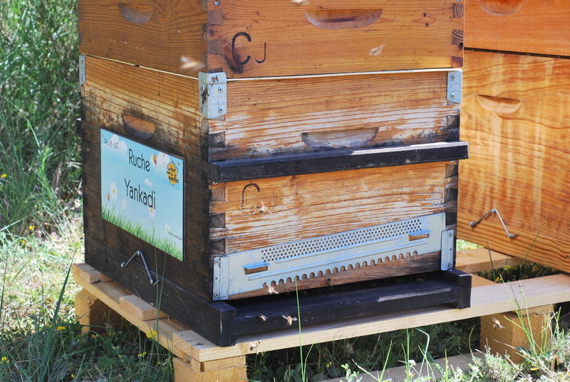 La ruche Yankadi