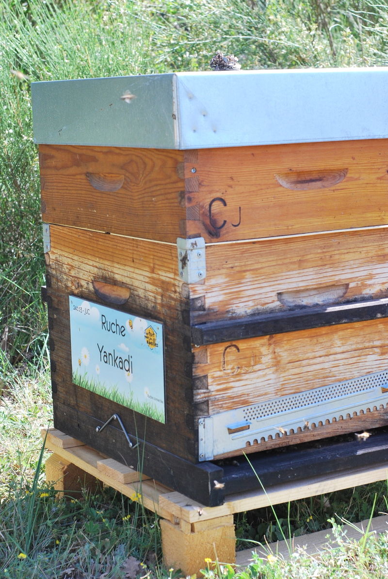 La ruche Yankadi