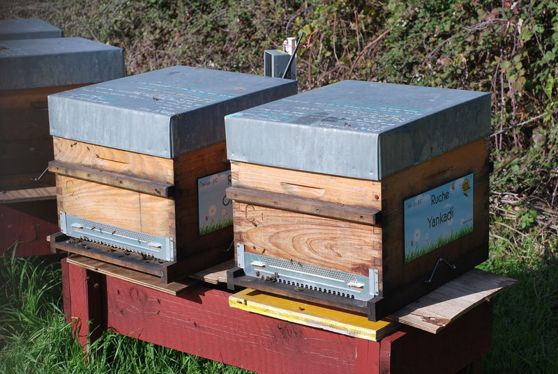 La ruche Yankadi