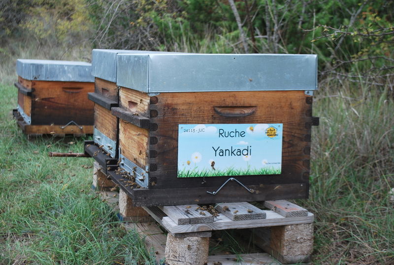 La ruche Yankadi