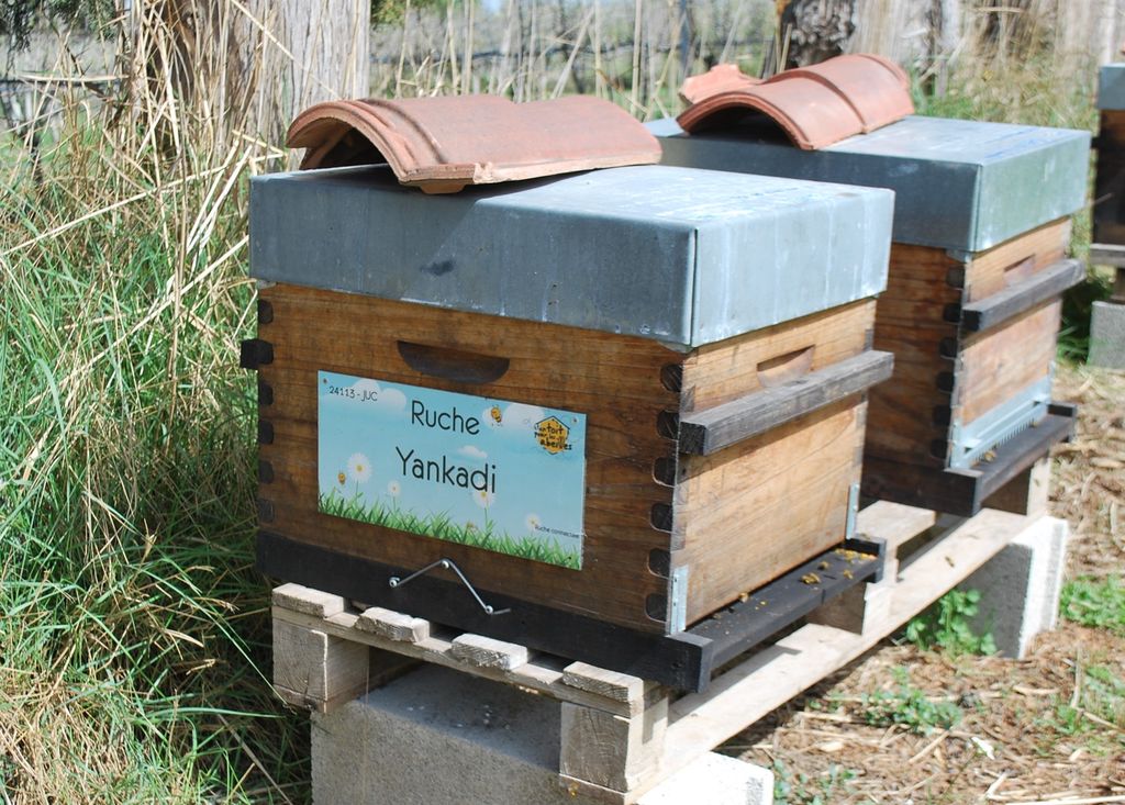 La ruche Yankadi