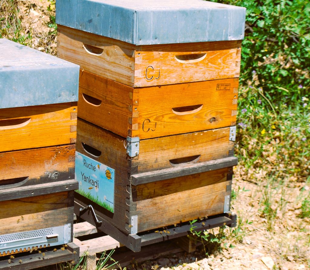 La ruche Yankadi