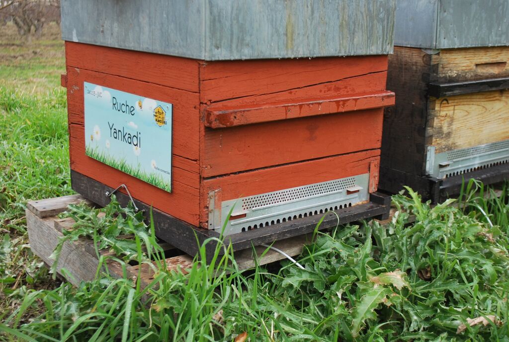 La ruche Yankadi