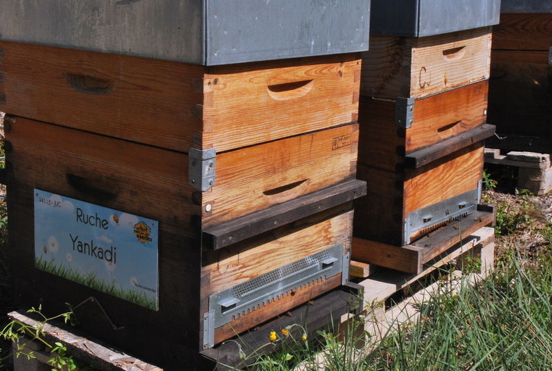 La ruche Yankadi