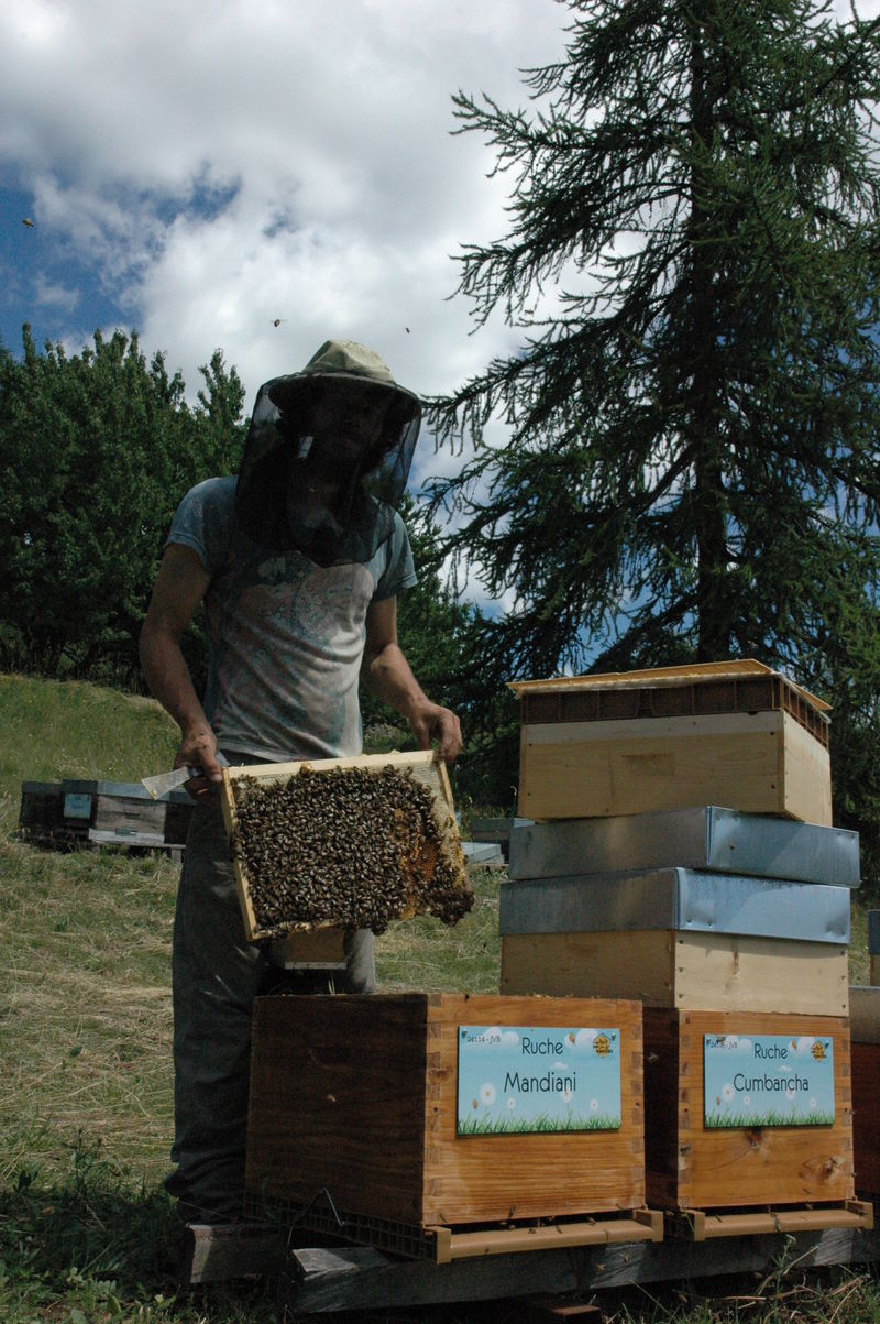 La ruche Mandiani 