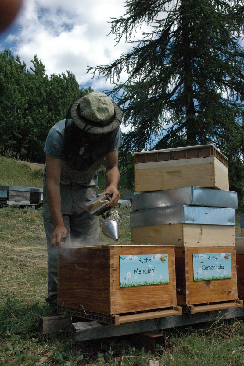 La ruche Mandiani 