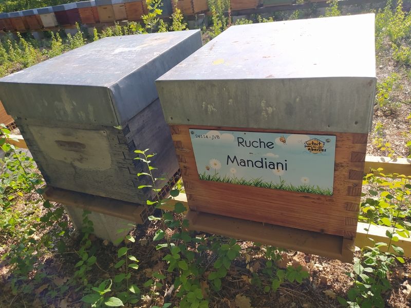 La ruche Mandiani