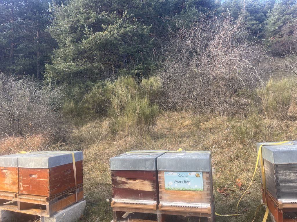 La ruche Mandiani