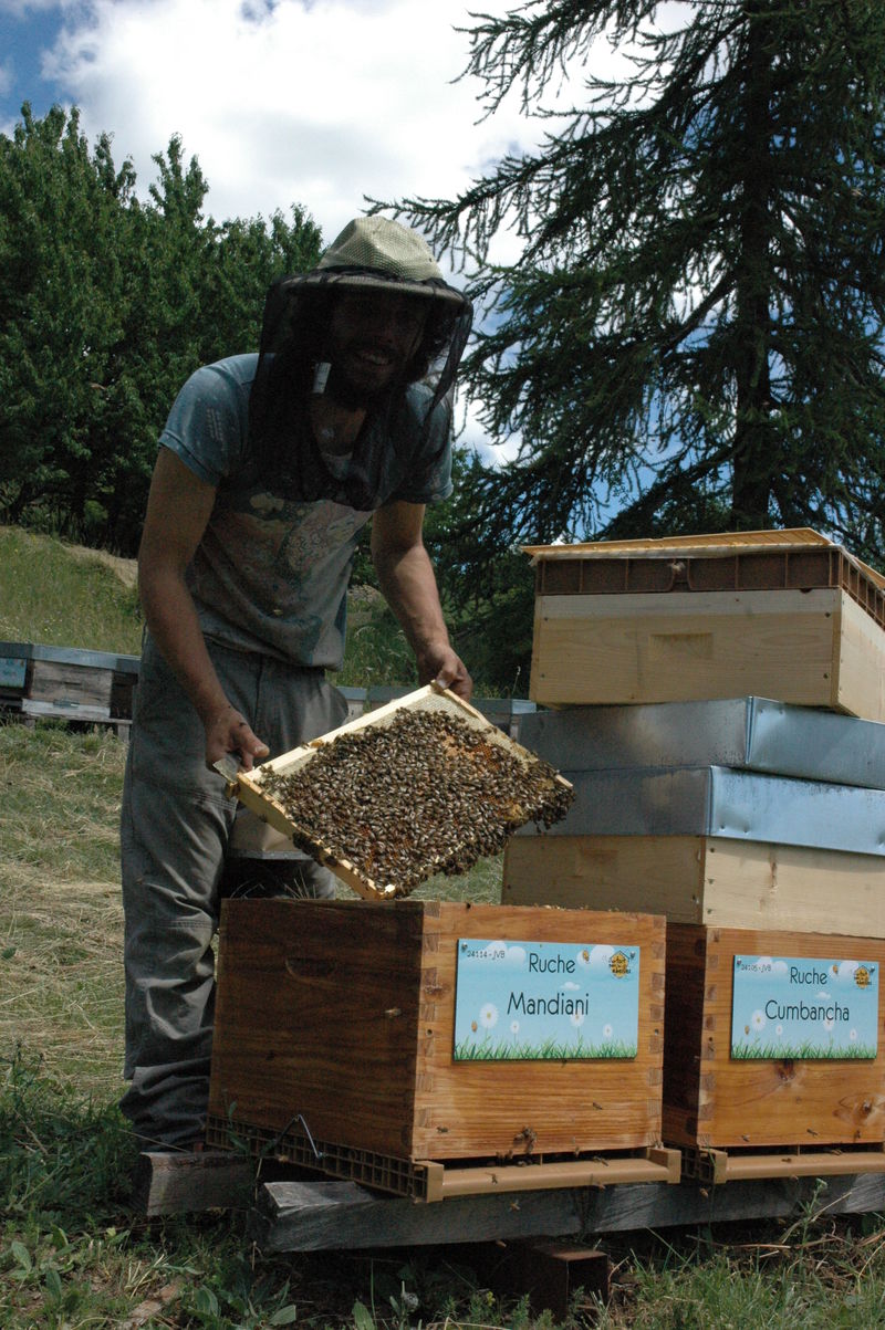 La ruche Mandiani 