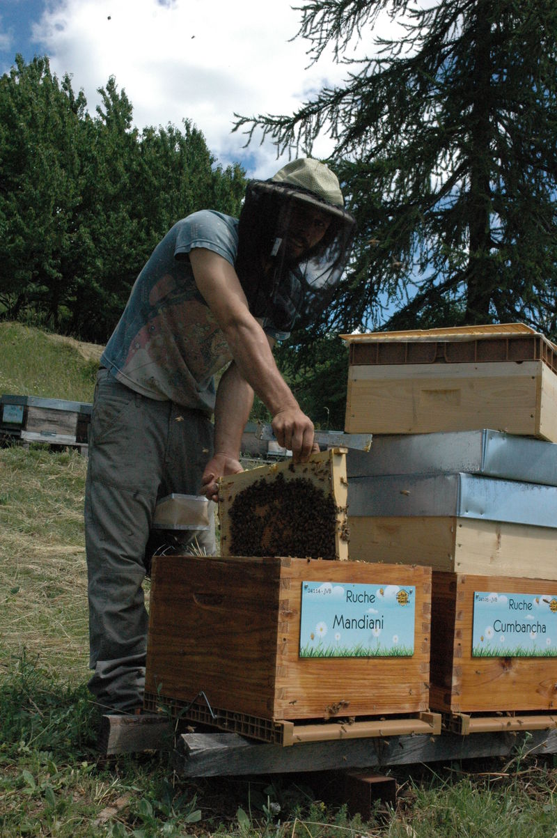 La ruche Mandiani 