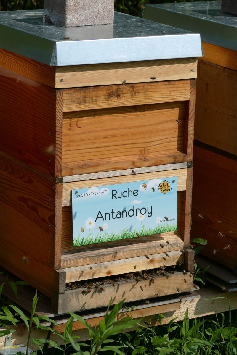 La ruche Antandroy