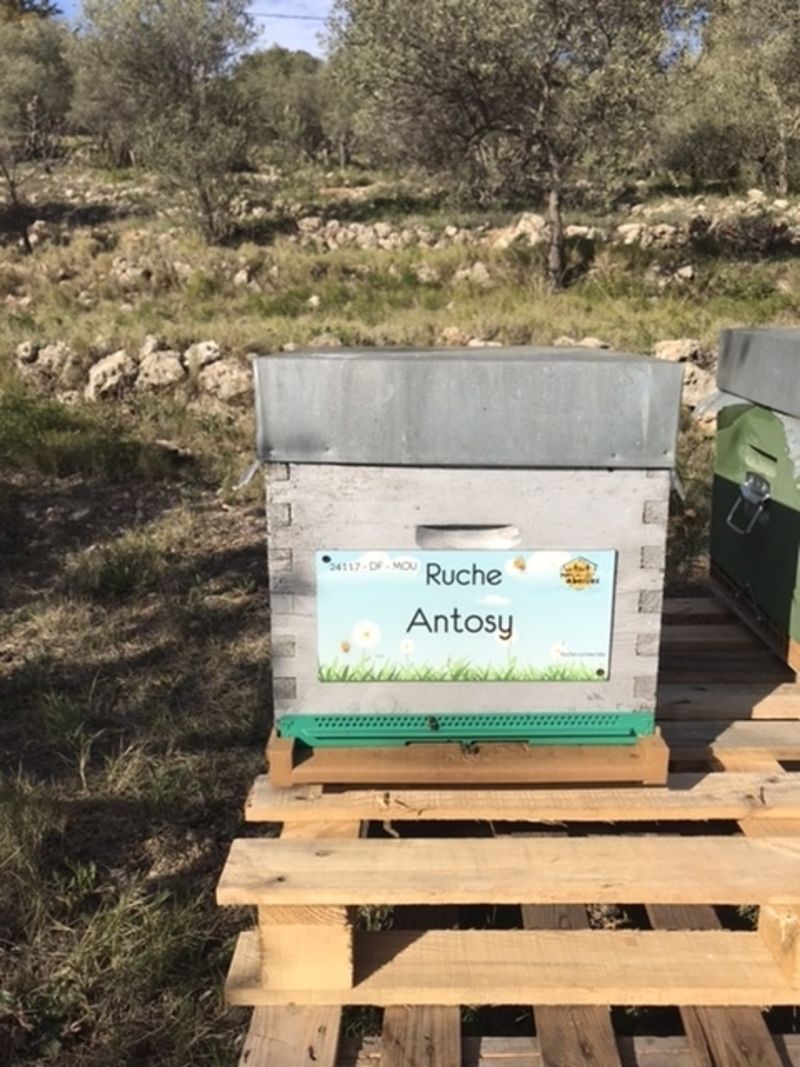 La ruche Antosy