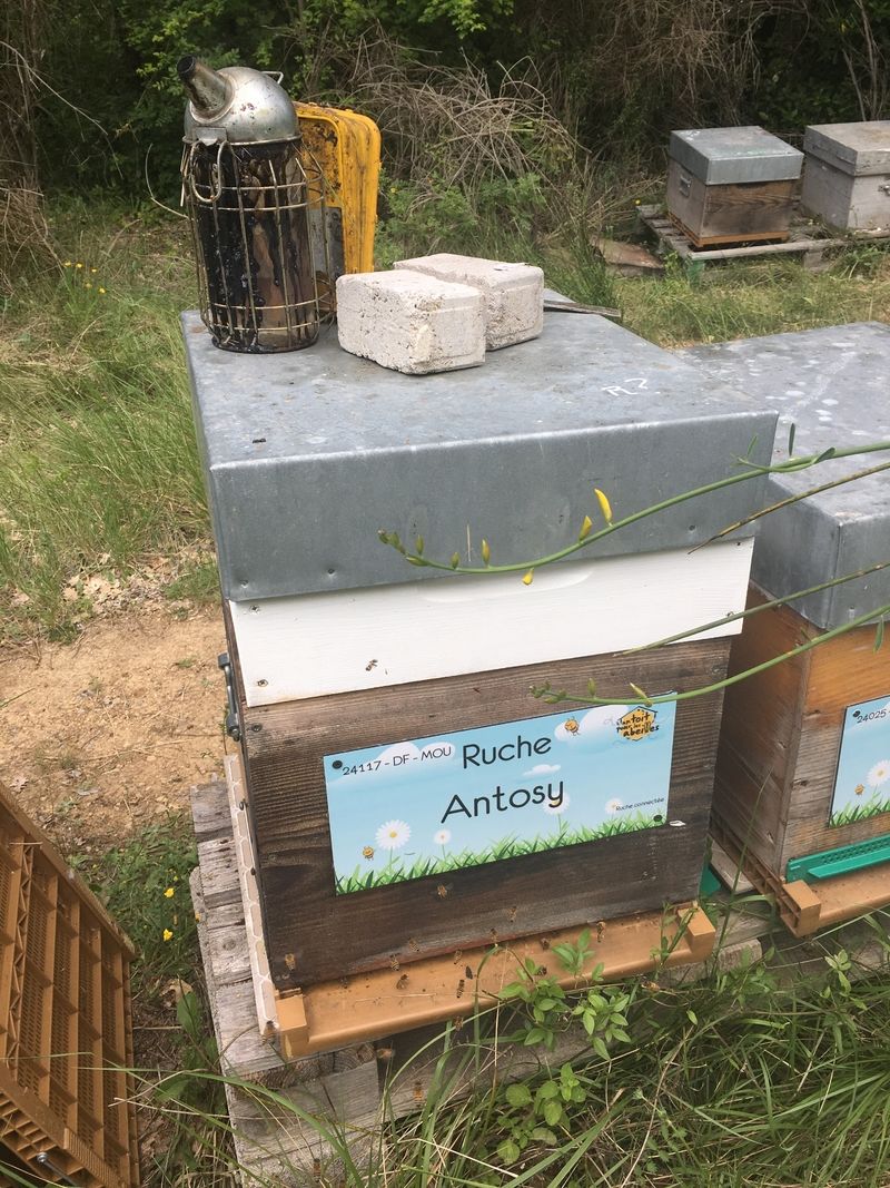 La ruche Antosy