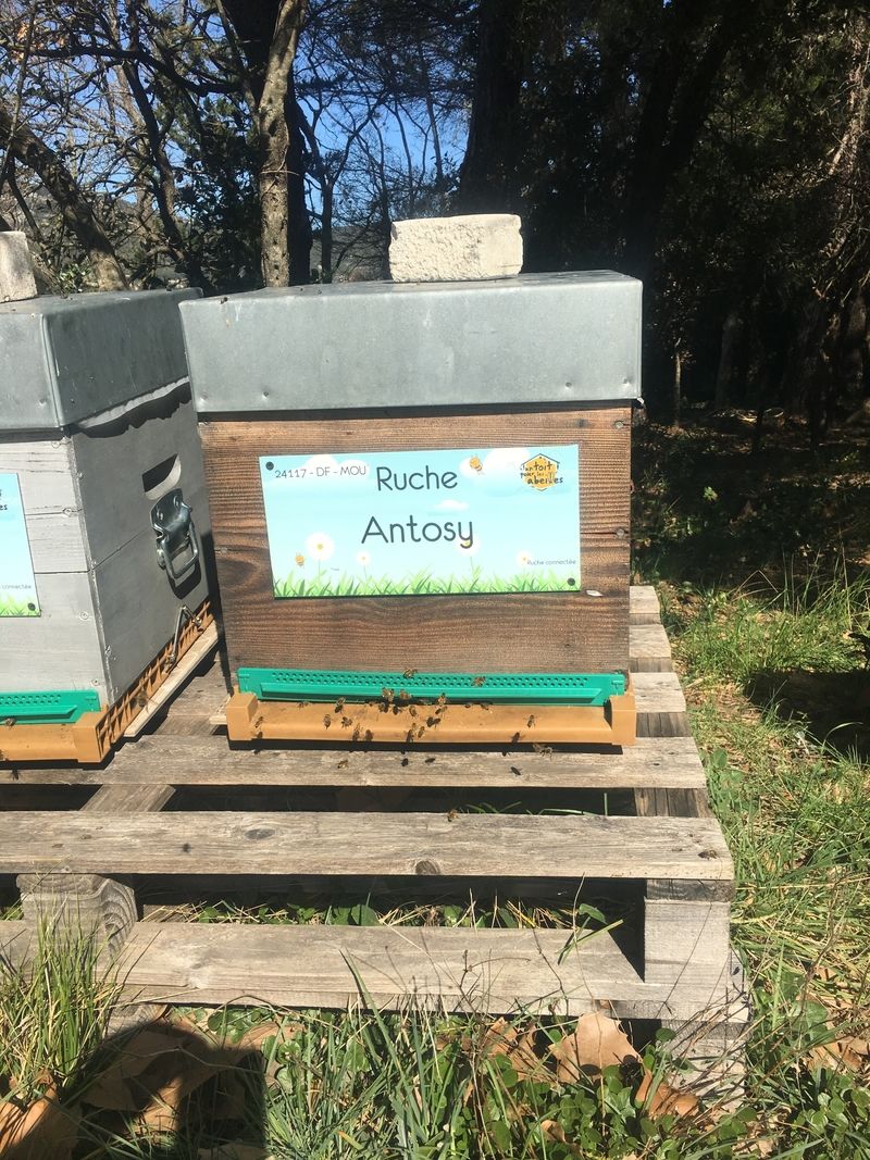 La ruche Antosy