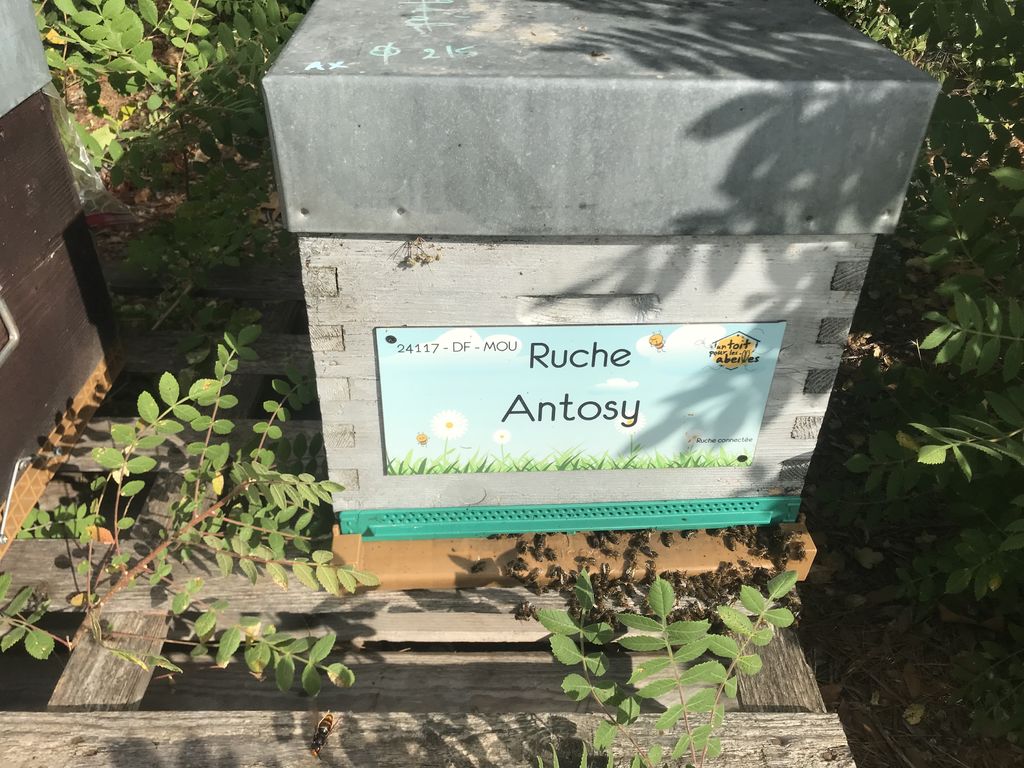 La ruche Antosy