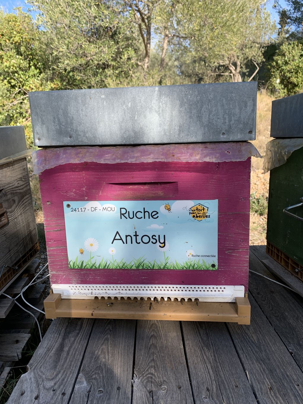 La ruche Antosy