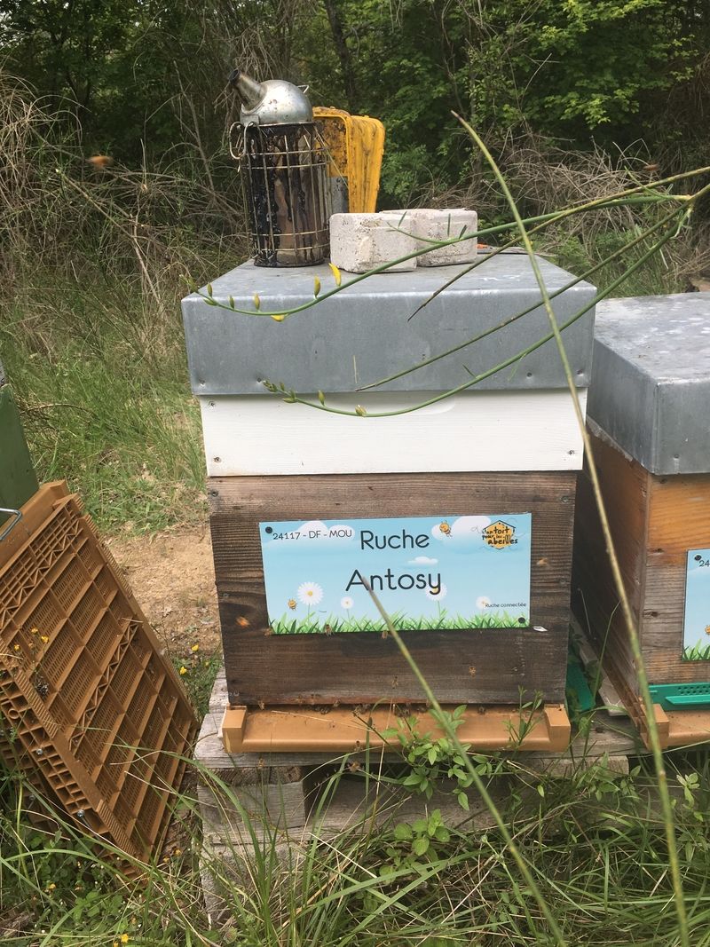 La ruche Antosy