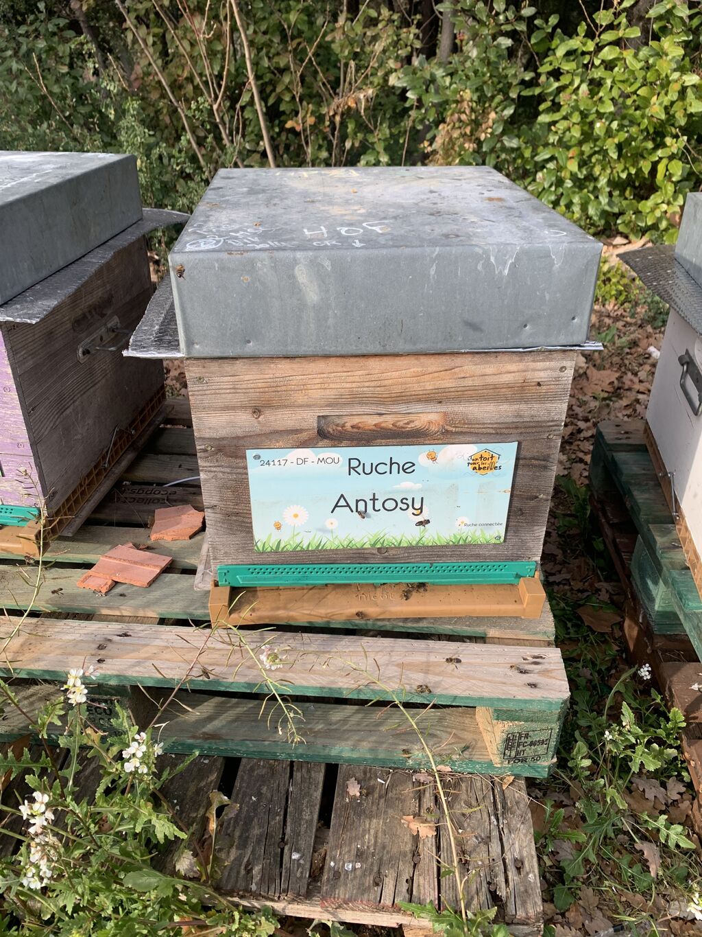 La ruche Antosy 