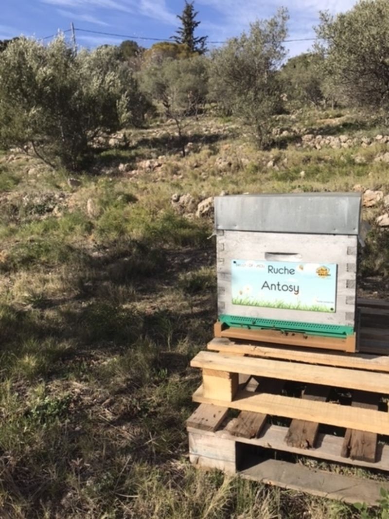 La ruche Antosy