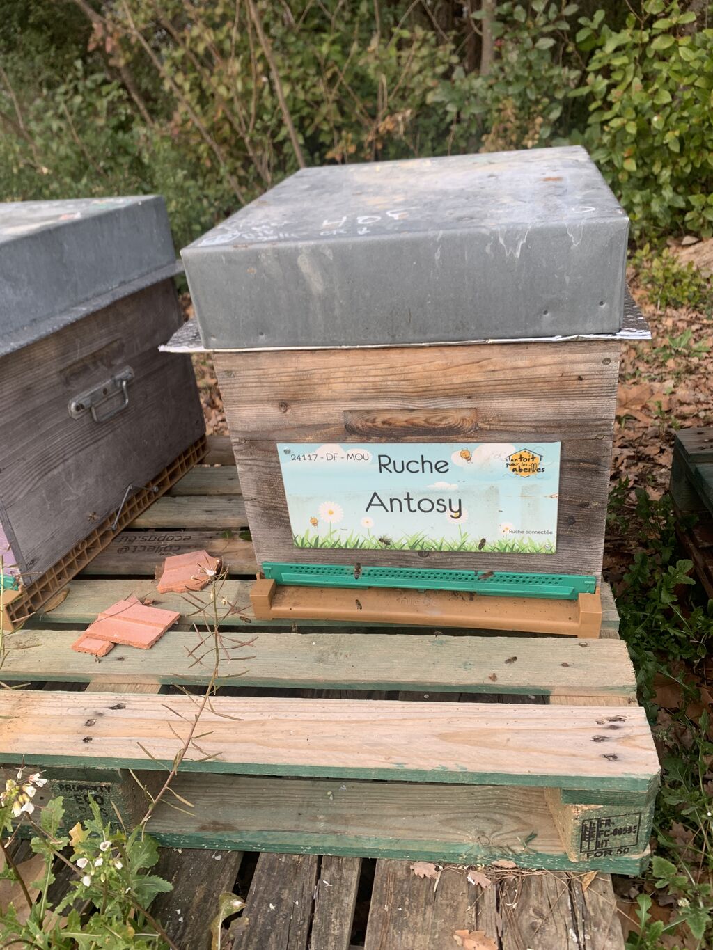La ruche Antosy 