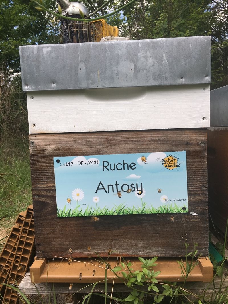 La ruche Antosy