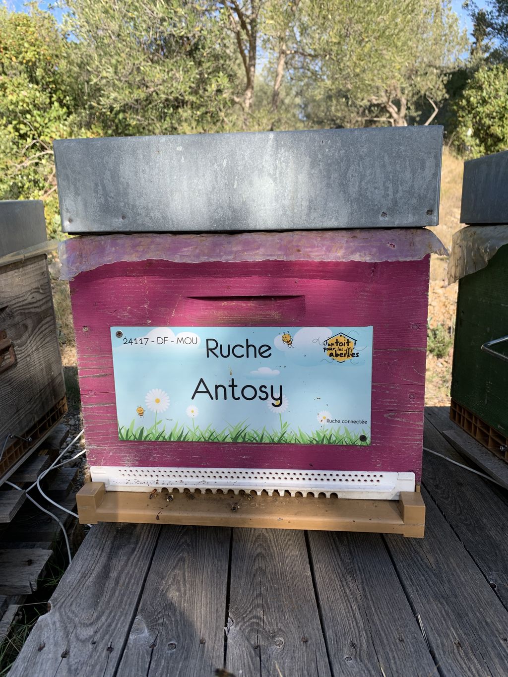 La ruche Antosy