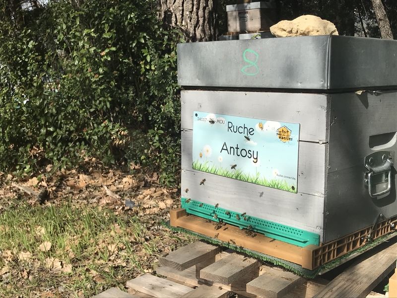 La ruche Antosy