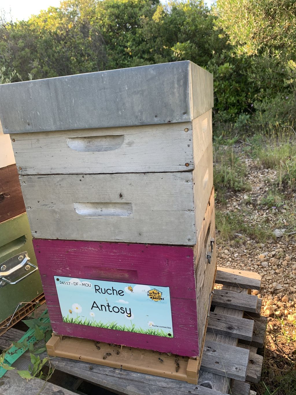 La ruche Antosy