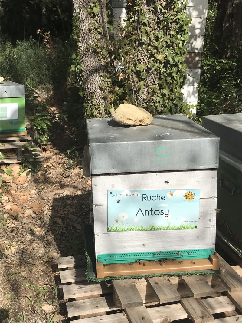 La ruche Antosy