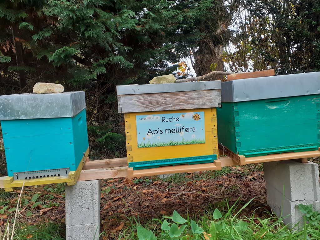 La ruche Apis mellifera