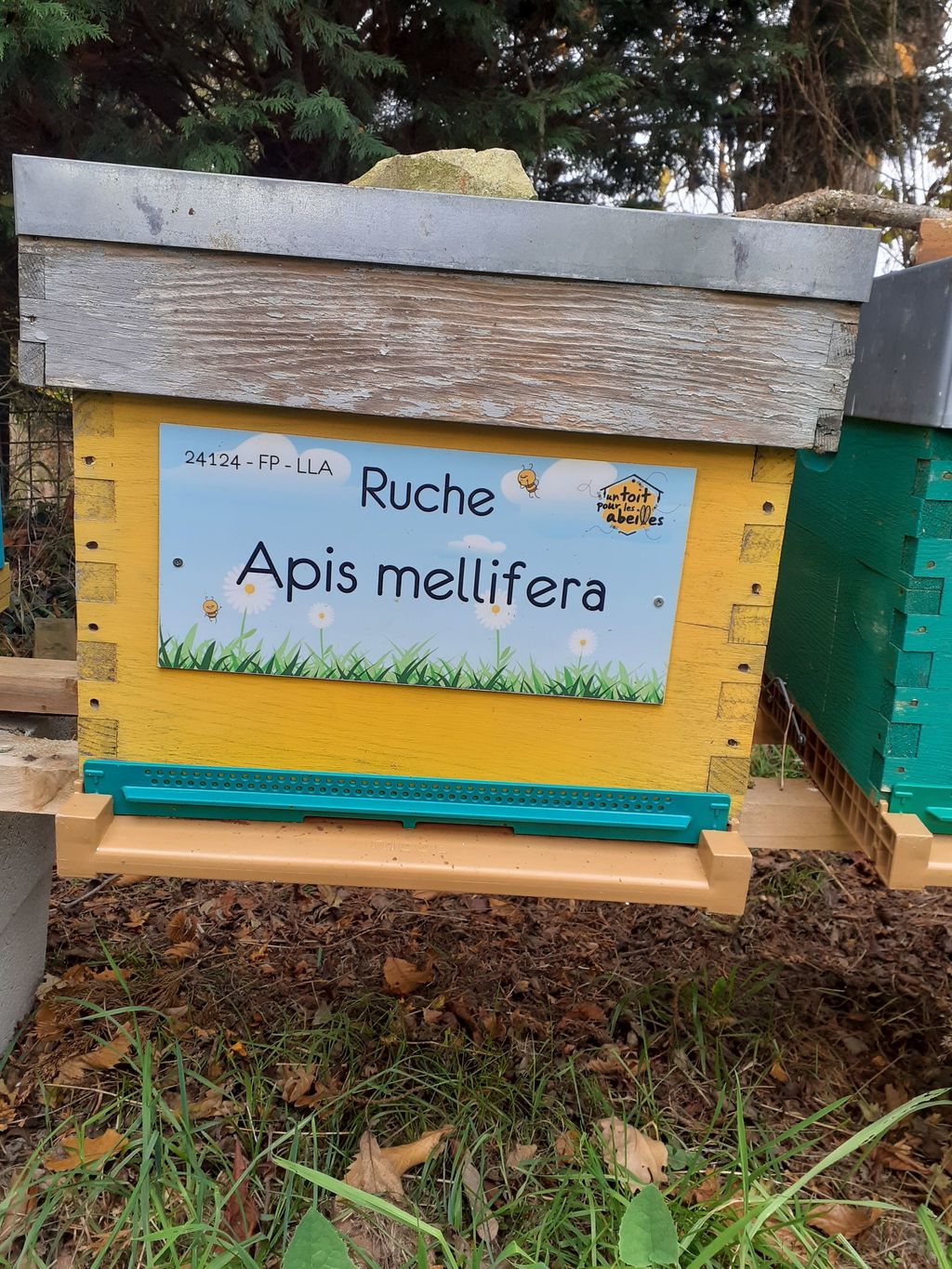 La ruche Apis mellifera