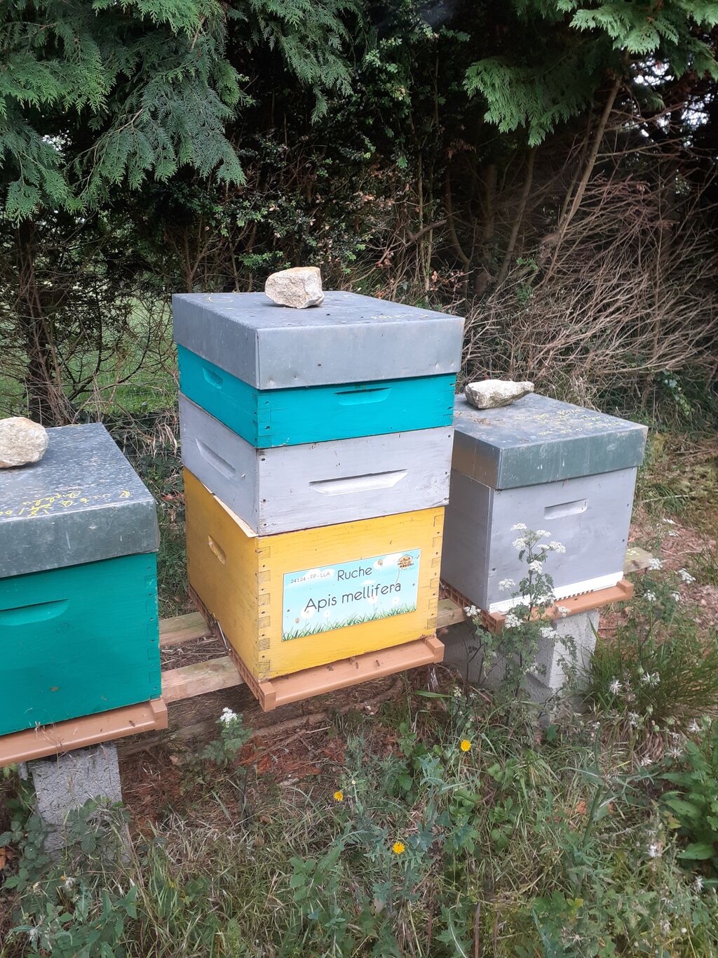 La ruche Apis mellifera