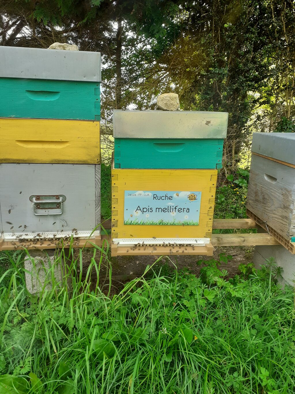 La ruche Apis mellifera