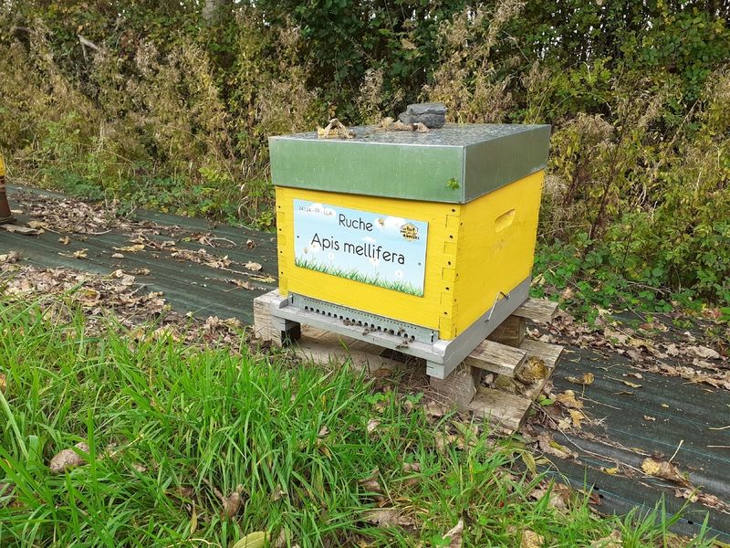 La ruche Apis mellifera